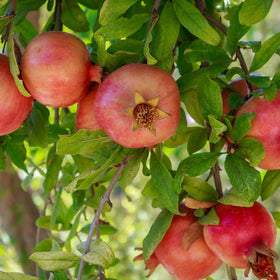 PERFECT PLANTS Russian Pomegranate tolerates cold and sun for outdoor resilience