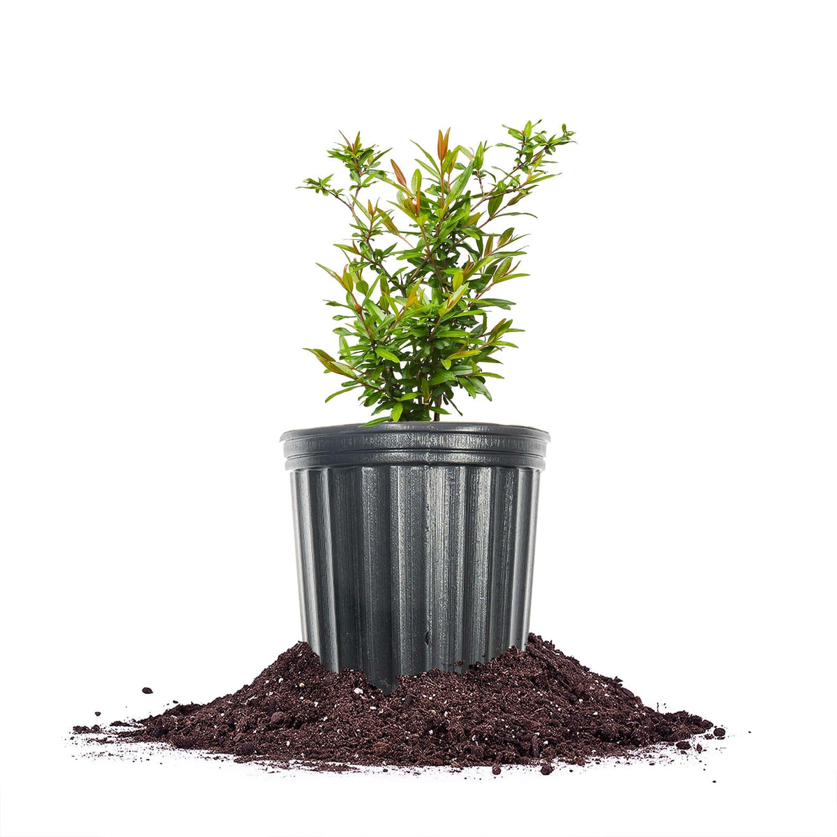 PERFECT PLANTS Russian Pomegranate flowers add vibrant color to your outdoor space