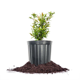 PERFECT PLANTS Russian Pomegranate flowers add vibrant color to your outdoor space