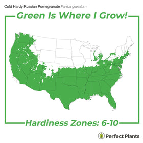 PERFECT PLANTS Russian Pomegranate glossy green leaves for year-round appeal