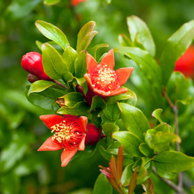 PERFECT PLANTS Russian Pomegranate in a 1gal pot suits patios and entryways