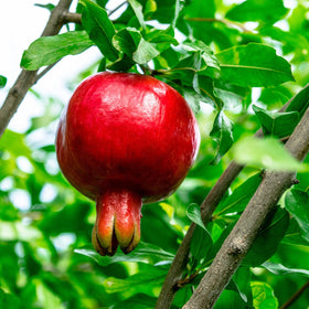 PERFECT PLANTS Russian Pomegranate tree shape offers shrub to small-tree versatility