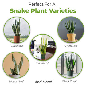 PERFECT PLANTS Snake Plant Varieties soil supports all Sansevieria types