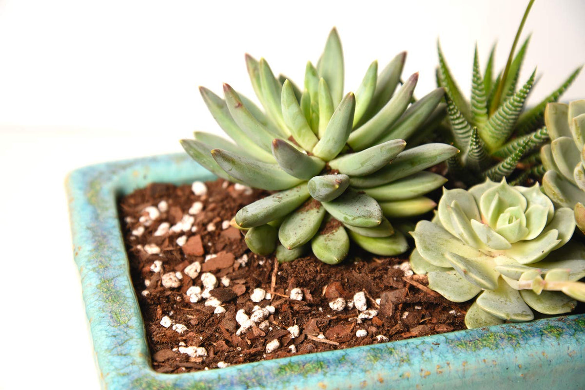 Perfect Plants succulent potting scene shows ready-to-pot varieties with reliable drainage.