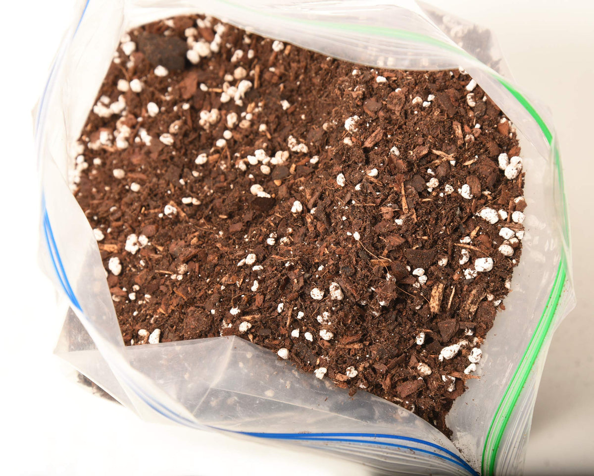 Succulent potting setup using Perfect Plants soil mix