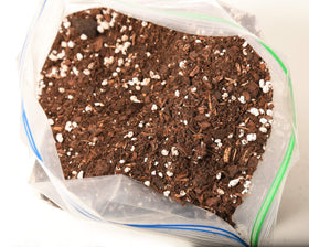 Succulent potting setup using Perfect Plants soil mix