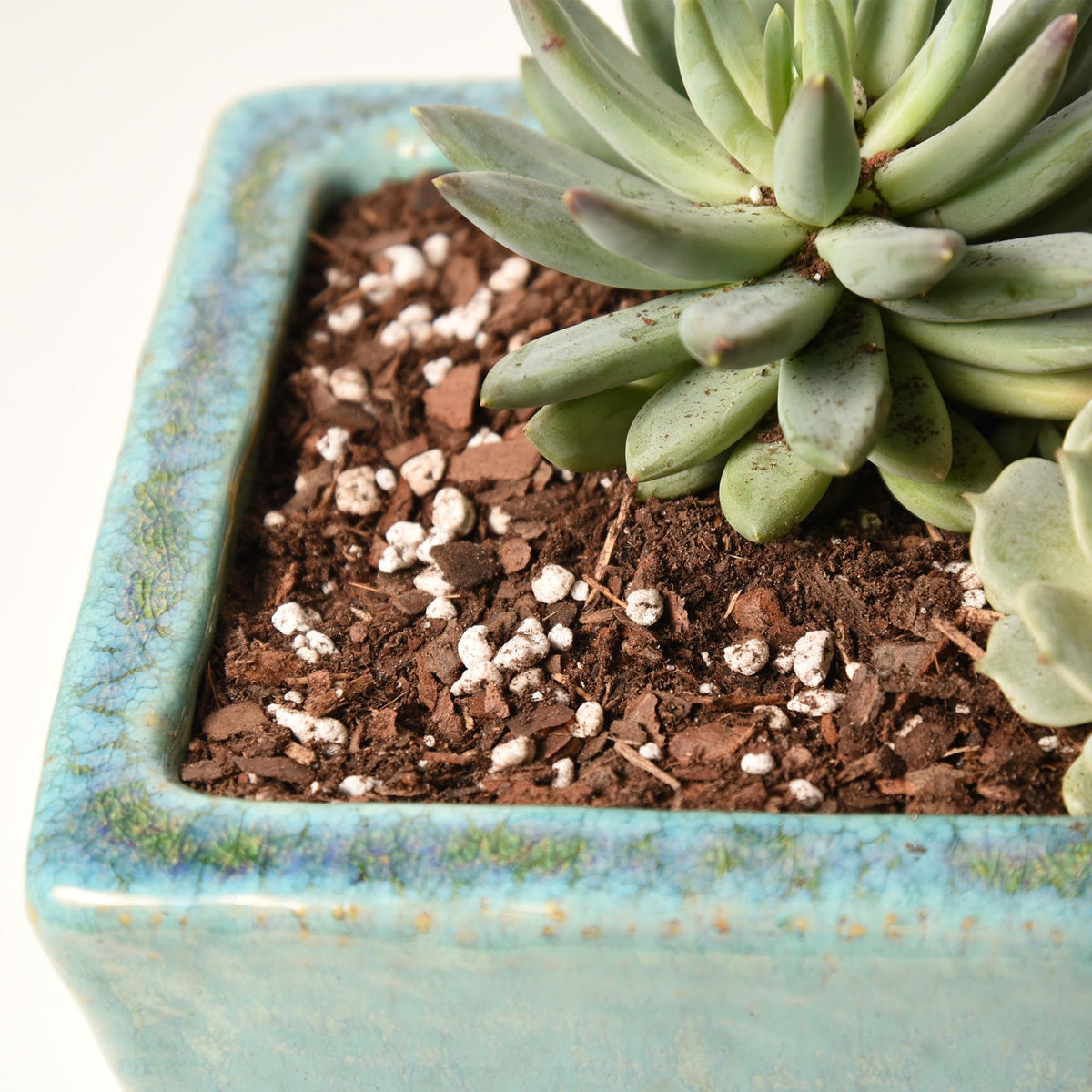 Lime included in Perfect Plants succulent mix for balance