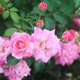 Perfect Plants Sweet Drift is hardy and drought-tolerant for seasonal color