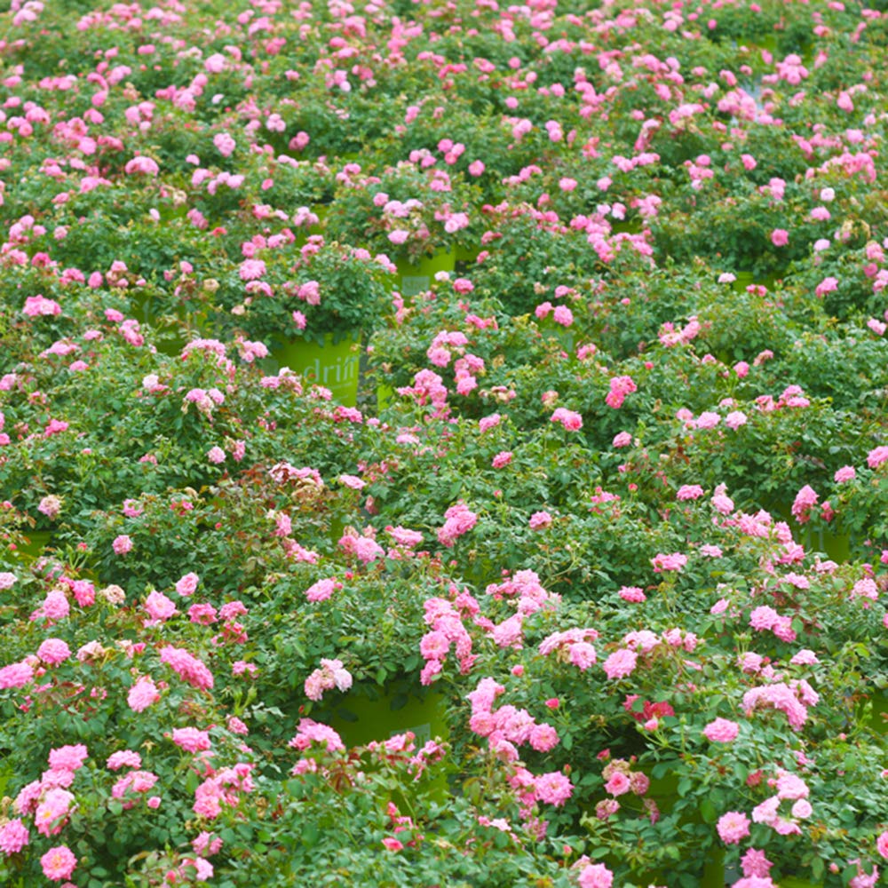 Includes easy-to-use plant food for stronger blooms and vitality