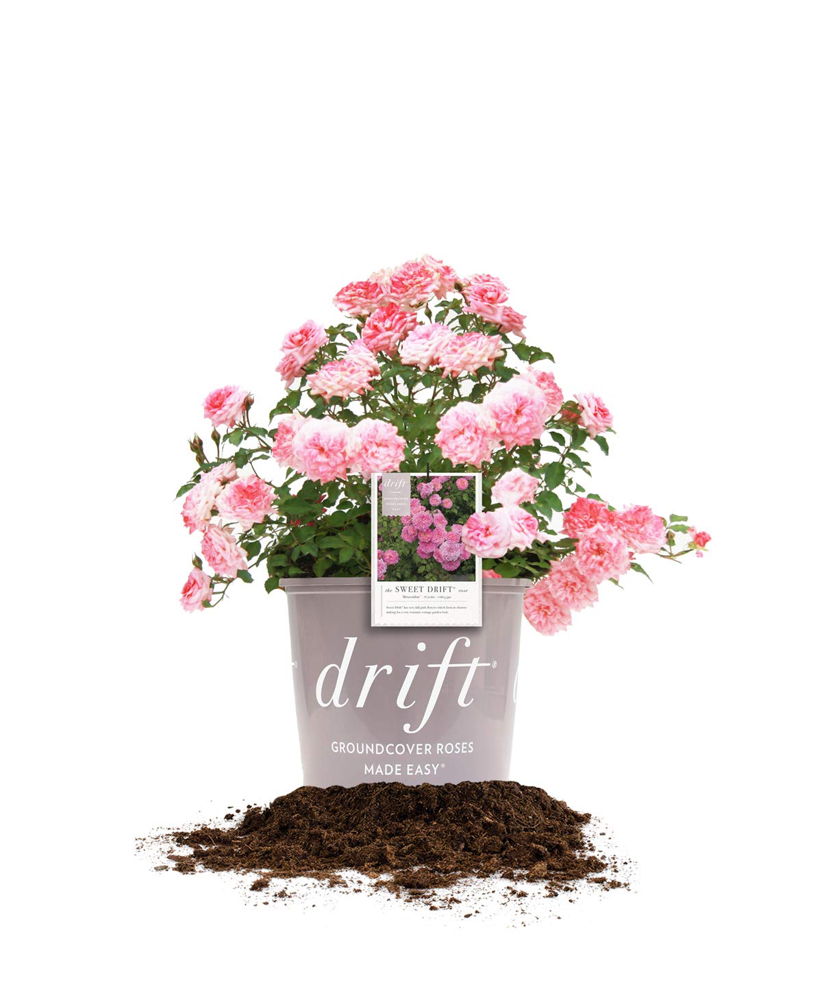 Perfect Plants Sweet Drift rose bloom close-up showing compact groundcover color
