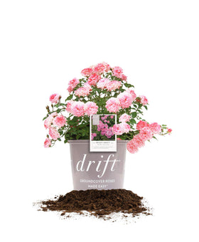 Perfect Plants Sweet Drift rose bloom close-up showing compact groundcover color