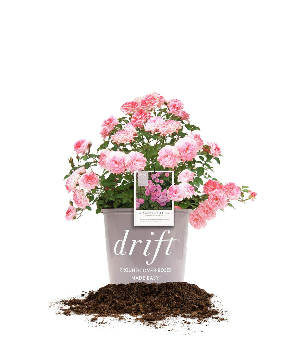 Perfect Plants Sweet Drift rose bloom close-up showing compact groundcover color