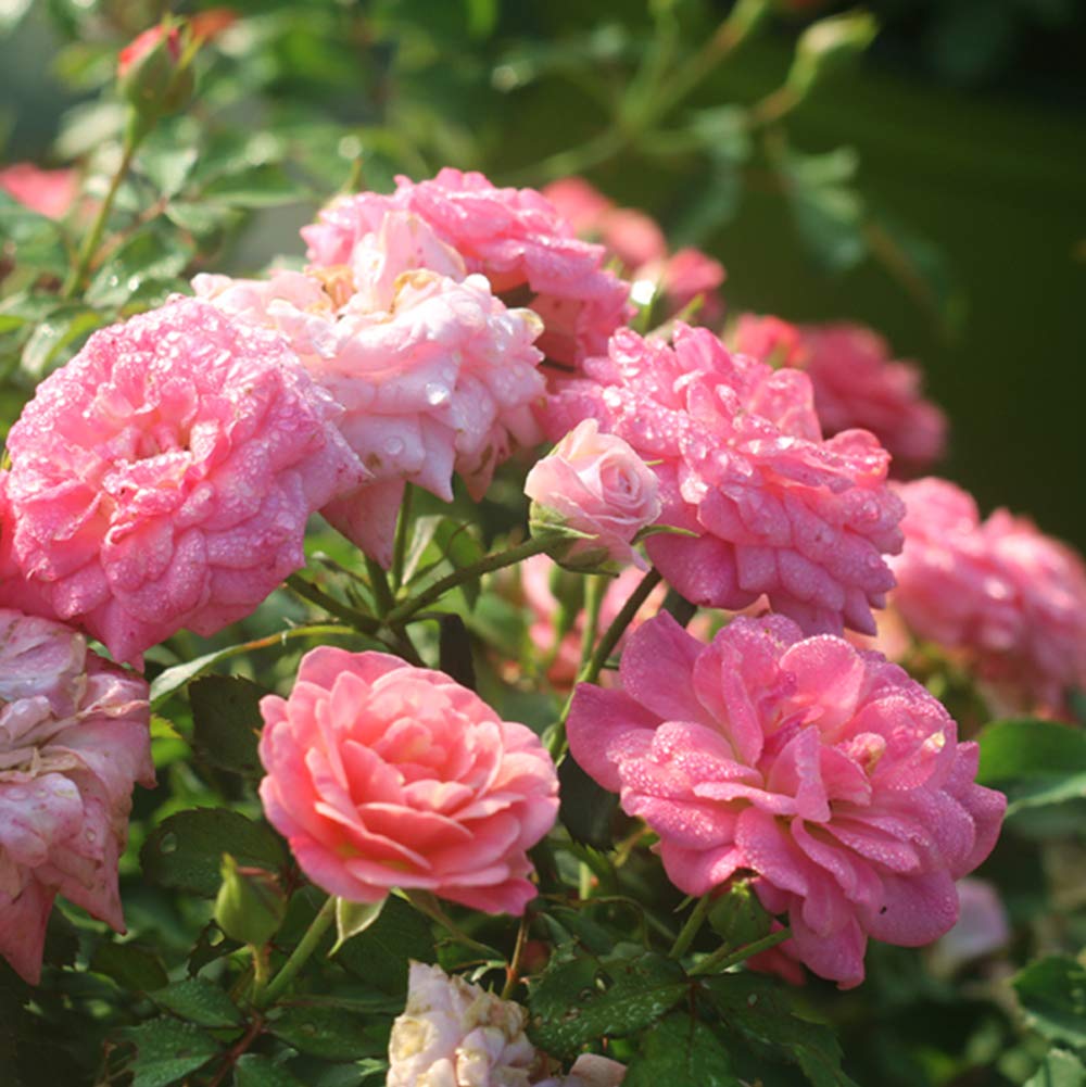 Perfect Plants Sweet Drift sun-loving foliage in sunny landscape for effortless appeal