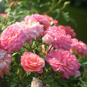 Perfect Plants Sweet Drift sun-loving foliage in sunny landscape for effortless appeal
