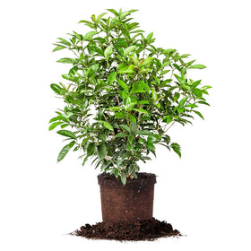 Perfect Plants Tea Olive bloom with fragrant flowers attracting pollinators.