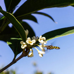Perfect Plants Tea Olive care with low pruning needs.