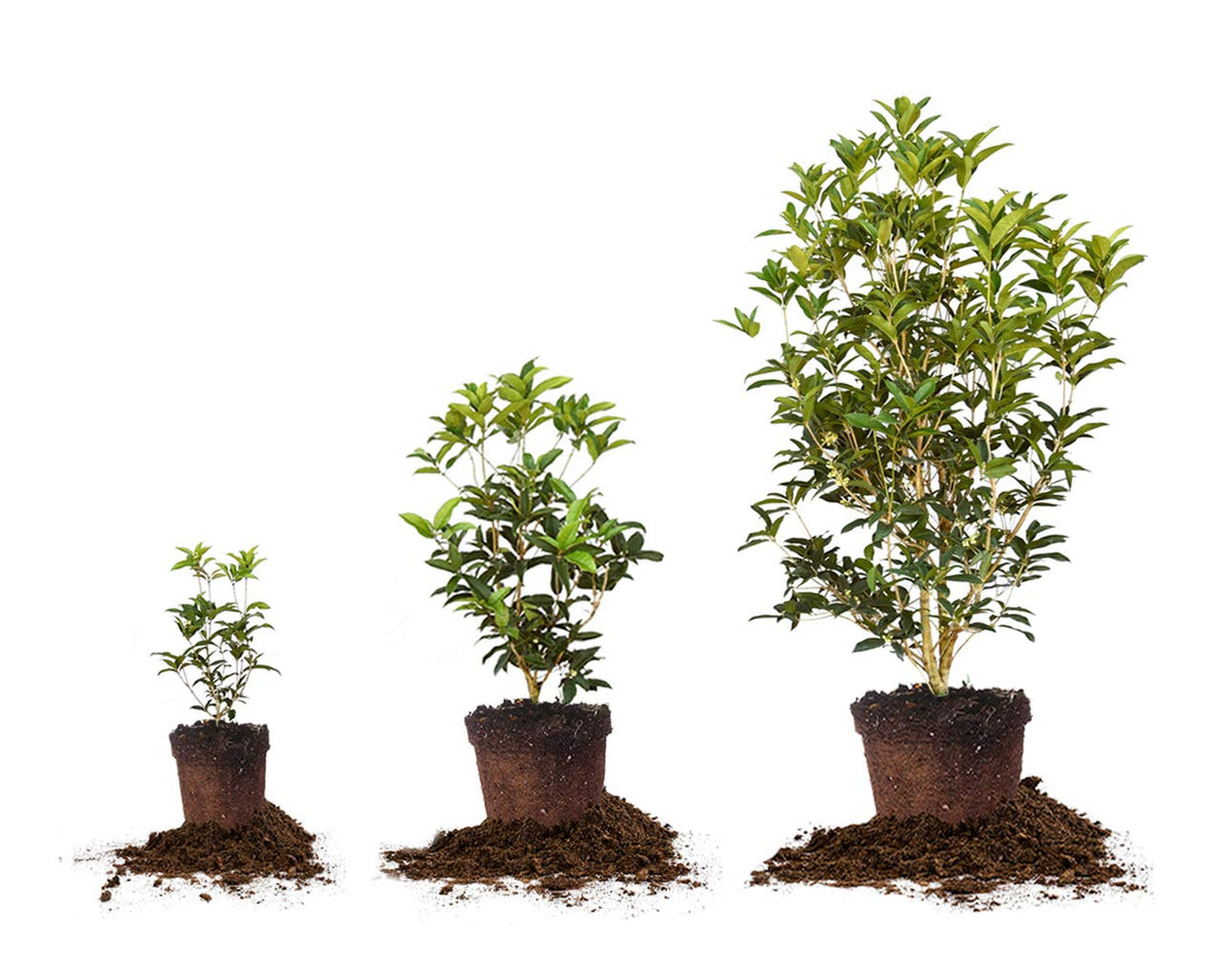 Perfect Plants Tea Olive container planting for patios or entryways.