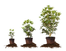 Perfect Plants Tea Olive container planting for patios or entryways.