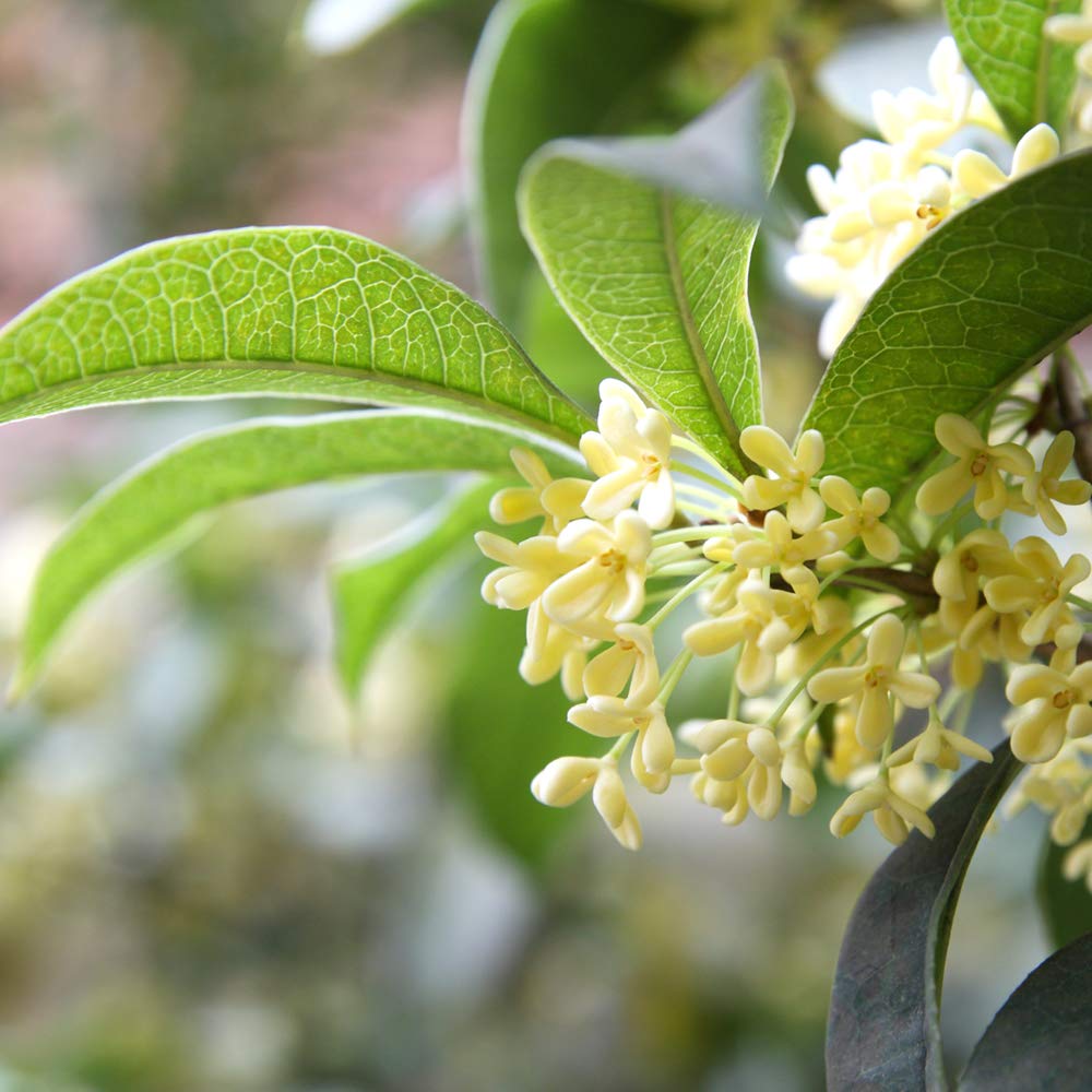 Perfect Plants Tea Olive foliage for year-round lush greenery and privacy screening.