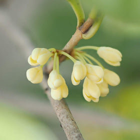 Perfect Plants Tea Olive growth habit in sun and partial shade.