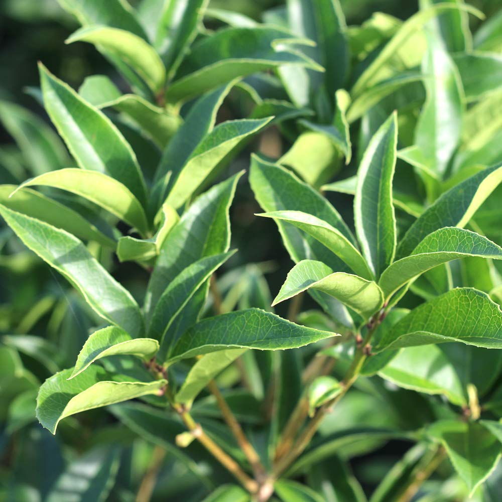 Perfect Plants Tea Olive mature size showing height and width.
