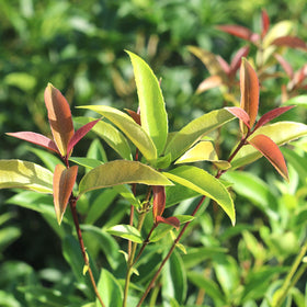 Perfect Plants Tea Olive spring-summer blooms with sweet citrus-like fragrance.