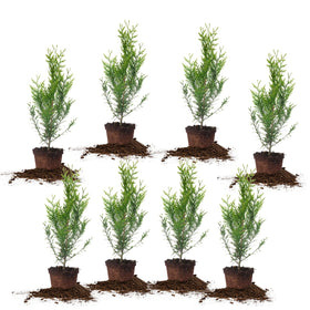 Perfect Plants Thuja Green Giant 2ft privacy screen with dense foliage for instant yard privacy.