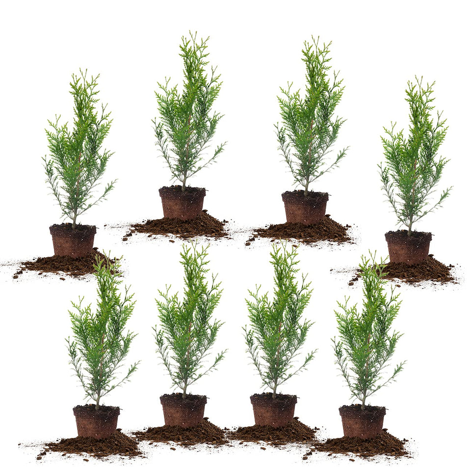 Perfect Plants Thuja Green Giant 2ft privacy screen with dense foliage for instant yard privacy.