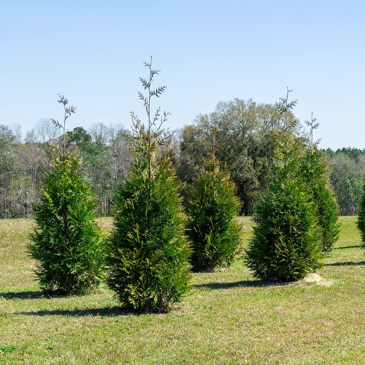 Perfect Plants Thuja Green Giant mature pyramidal form adds year-round structure.