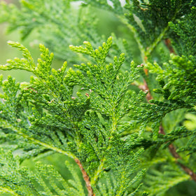 Perfect Plants Thuja Green Giant acting as a windbreak and quiet sound barrier.
