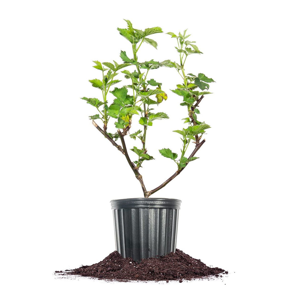 Perfect Plants Triple Crown Blackberry bush in a 1-gallon pot ready for outdoor planting