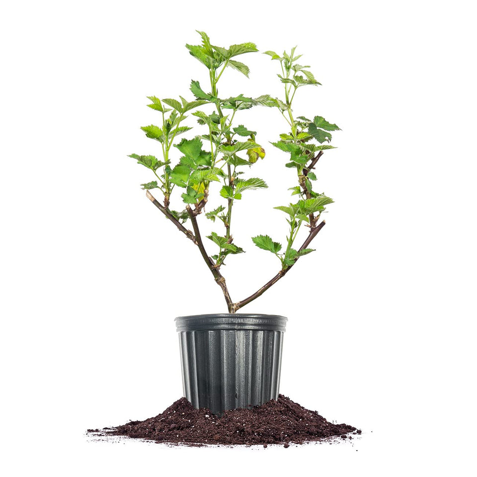 Perfect Plants Triple Crown Blackberry bush in a 1-gallon pot ready for outdoor planting