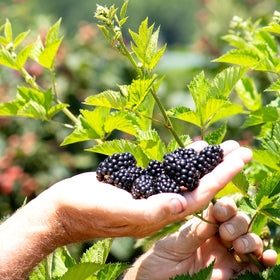 Florida grown Perfect Plants blackberry shipped in pot for easy transition