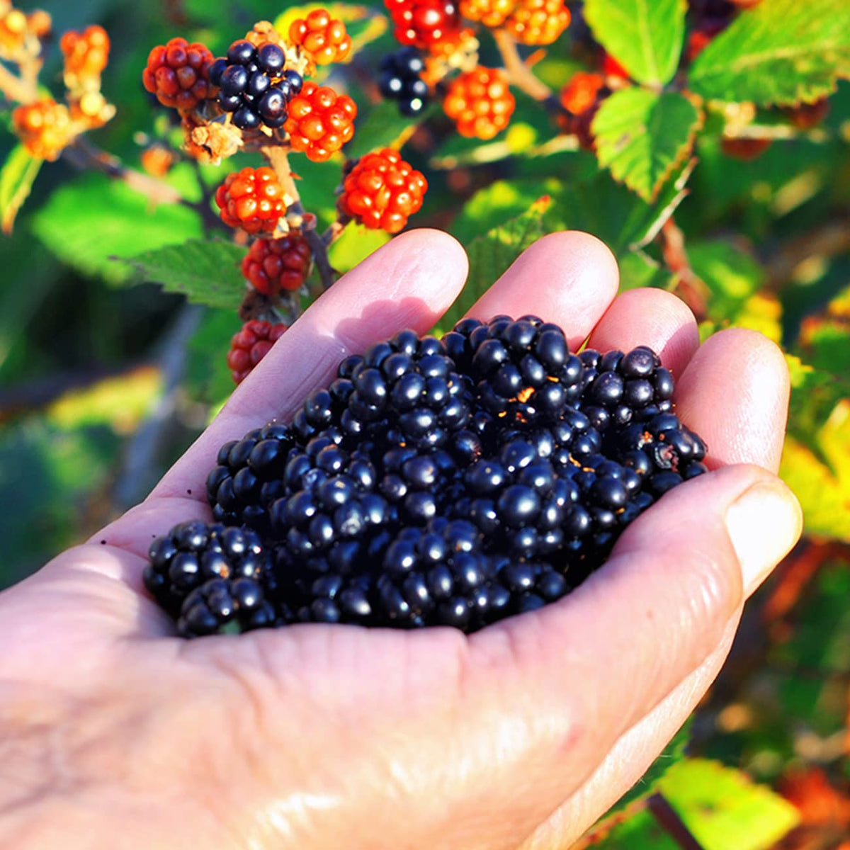 Outdoor sun loving Triple Crown blackberry in a home garden