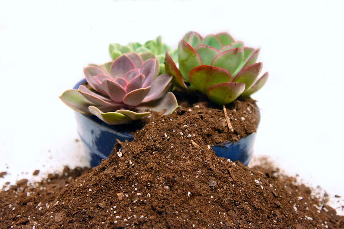 Perfect Plants USA-made soil mix ensures quality and local production standards.