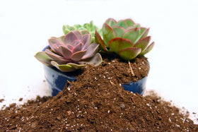 Perfect Plants USA-made soil mix ensures quality and local production standards.