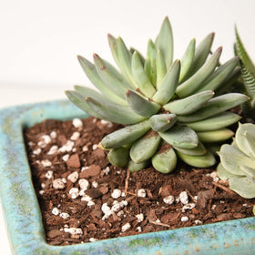 Perfect Plants suggested succulents like echeveria benefit from this mix