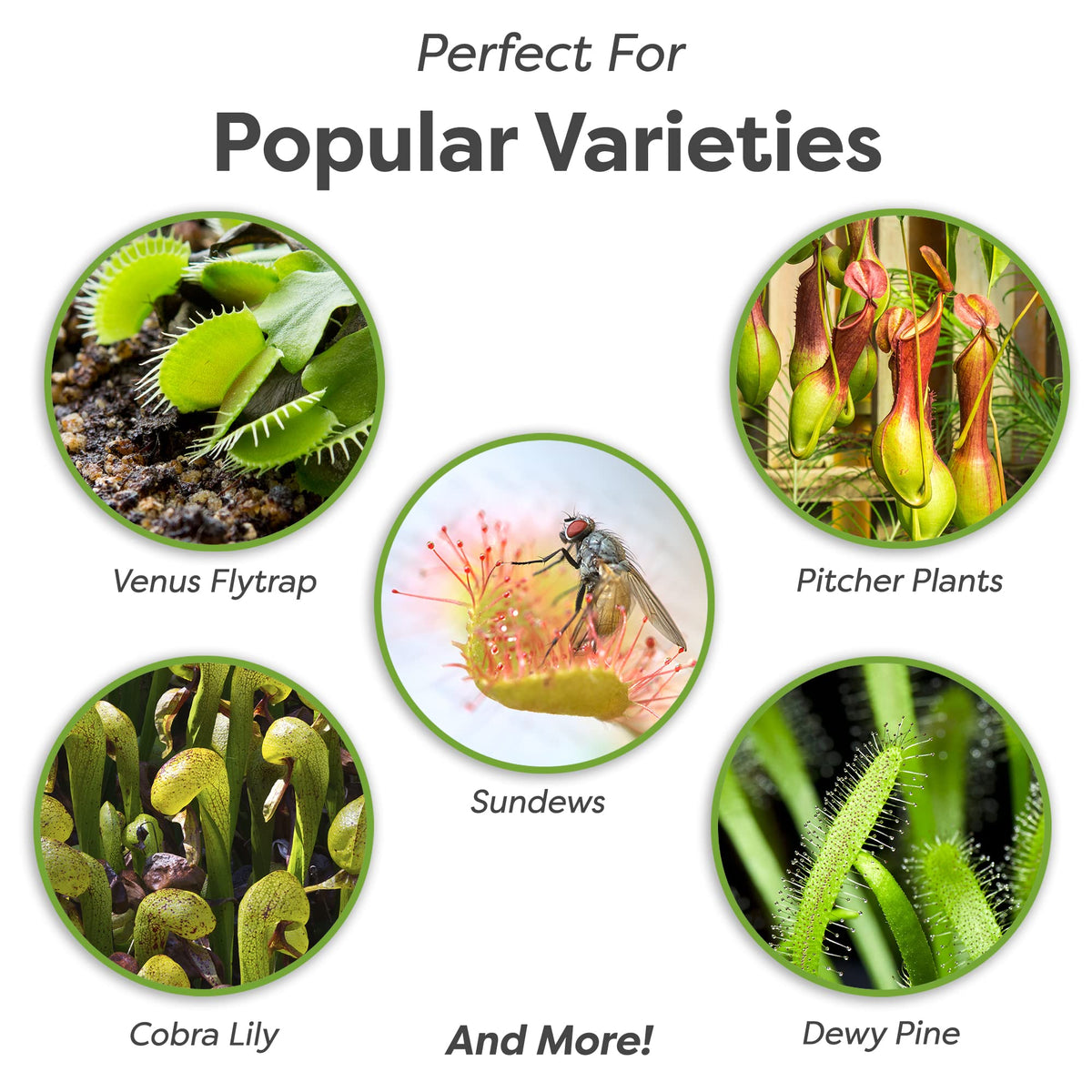 Venus Flytrap thriving in Perfect Plants premium carnivorous soil