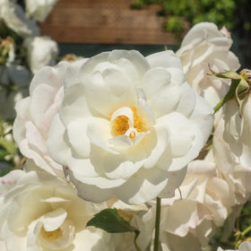 Perfect Plants White Drift Rose 1G container-ready plant for borders.