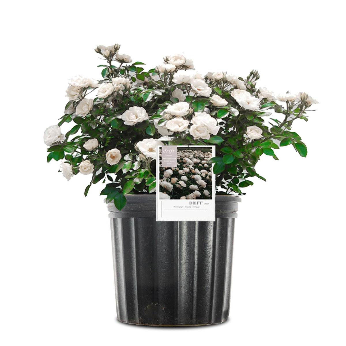Perfect Plants White Drift Rose 1G bloom close-up for curb appeal.