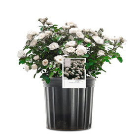 Perfect Plants White Drift Rose 1G bloom close-up for curb appeal.