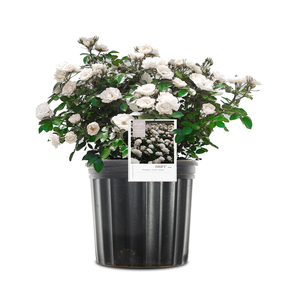 Perfect Plants White Drift Rose 1G bloom close-up for curb appeal.