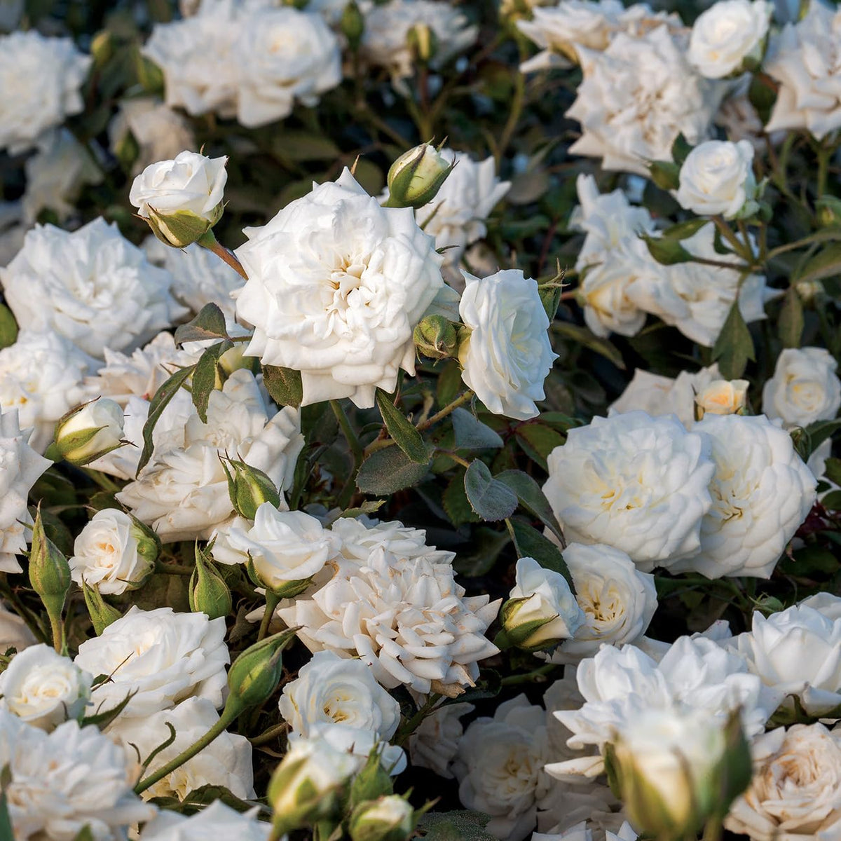Perfect Plants White Drift Rose 1G drought-tolerant bloom thrives in heat.