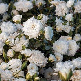 Perfect Plants White Drift Rose 1G drought-tolerant bloom thrives in heat.