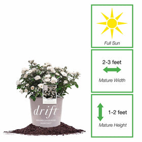 Perfect Plants White Drift Rose 1G in a garden bed showing compact shape.