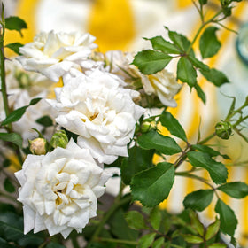 Perfect Plants White Drift Rose 1G low-maintenance shrub for busy gardeners.