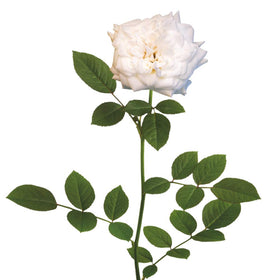 The Perfect Plants White Drift Rose 1G mature shrub in a sunny border.