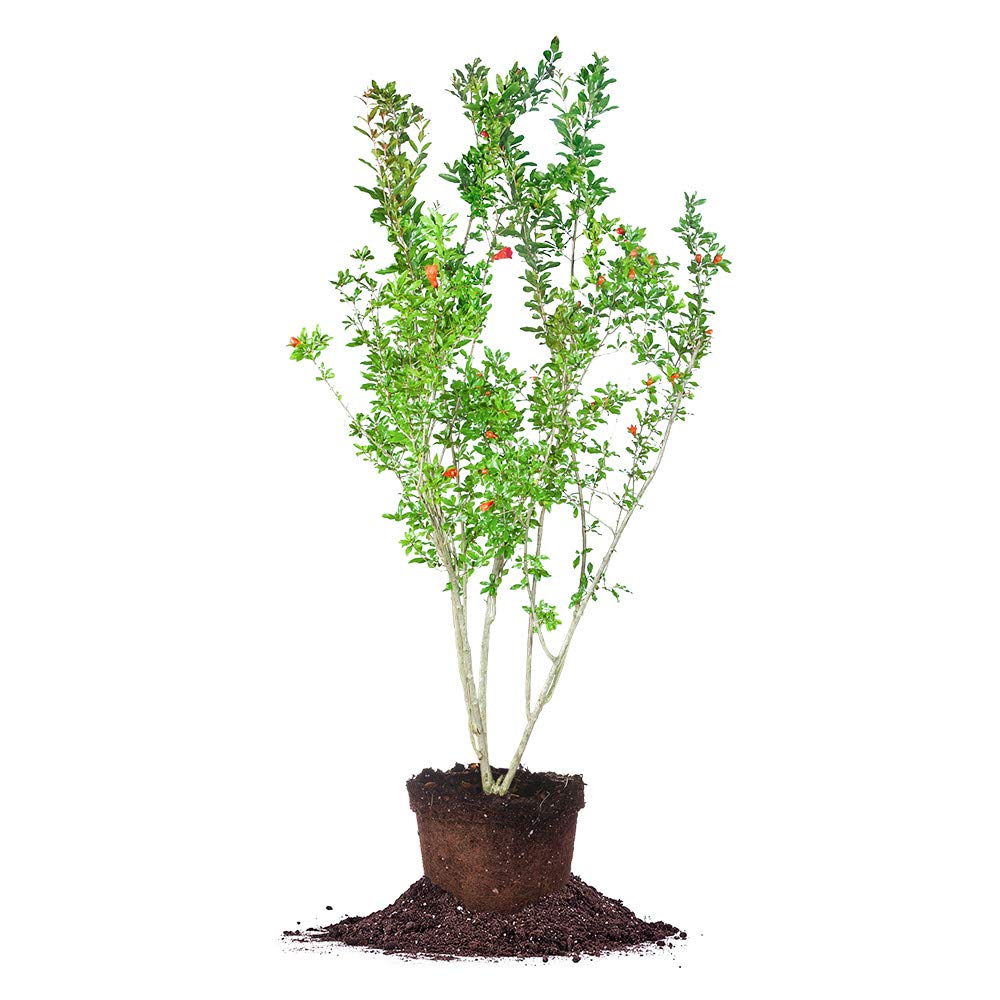 PERFECT PLANTS Wonderful Pomegranate tree portrait—compact 2-gallon option for small spaces.