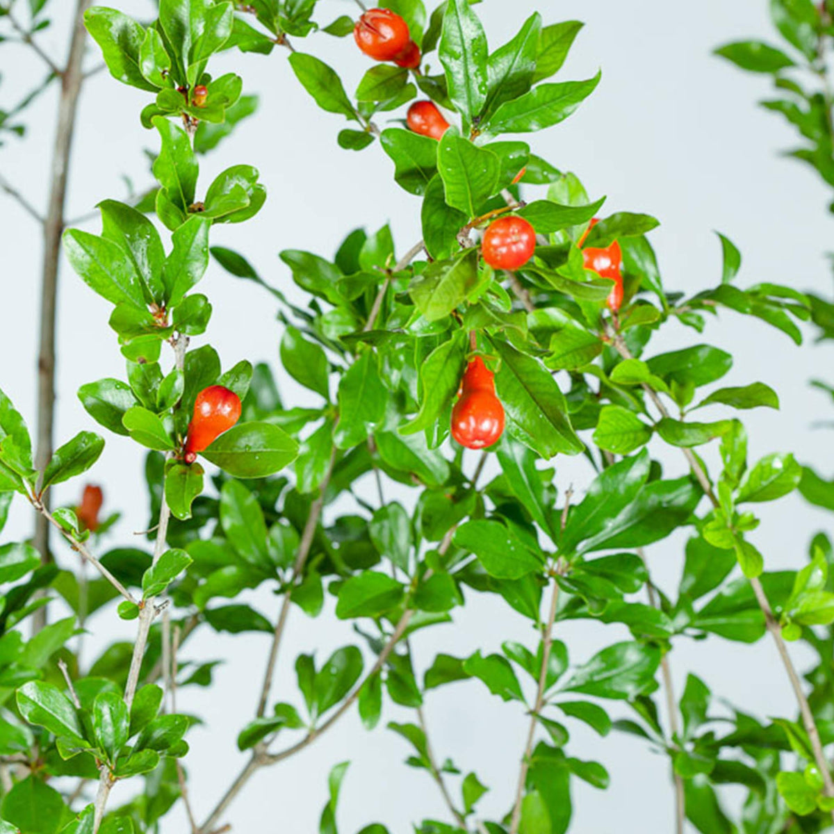 PERFECT PLANTS Wonderful Pomegranate backyard view in sunny landscape.