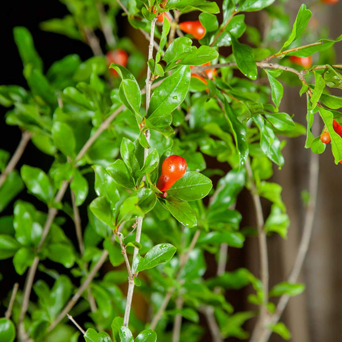 PERFECT PLANTS Wonderful Pomegranate fruit hanging from the tree.